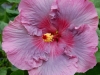 Hibiscus 'Sky Song'