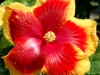 Hibiscus 'Slapstick'
