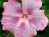 Hibiscus 'Spring Showers'