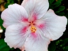Hibiscus 'Spring Showers'