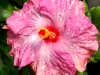 Hibiscus 'Sprinkles'