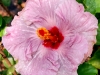 Hibiscus 'Sprinkles'