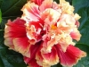 Hibiscus 'Standing Ovation'