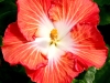 Hibiscus 'Star of India'