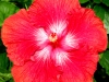Hibiscus 'Star Spangled'