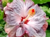 sugarplumpetals