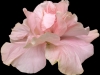 sweetpink2