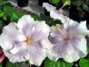 tahitianprincesssoft