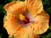 tangerinemist2