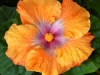 tangerinemistt
