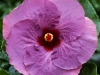 thecolorpurple