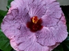 thecolorpurple2