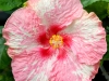 thinkpink2