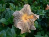 tigers-eye-221