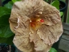 topaz_glory_greg