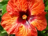 venetianpeppert