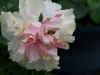 white-pride-of-hankins