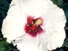 Hibiscus 'White Lightning'