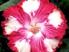 Hibiscus 'White Magic'
