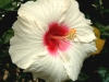 Hibiscus 'White Satin'