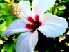 Hibiscus 'White Wings'