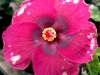 Hibiscus 'Wild Child'