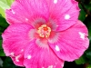 Hibiscus 'Wild Child'