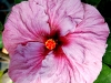 Hibiscus 'Wild Lilac'