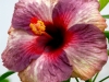 Hibiscus 'Wild Orchid'