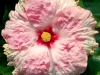 Hibiscus 'Wind Whisperer'