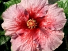 Hibiscus 'Wine Spritzer'