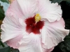 Hibiscus 'Wings of Grace'