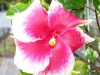 Hibiscus 'Winning Colors'