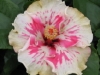 Hibiscus 'Zoe'